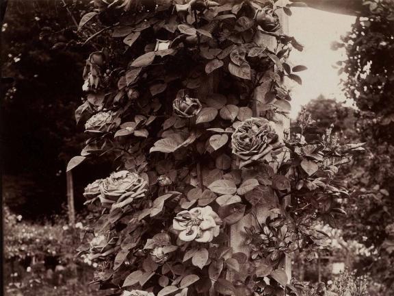 Black and white photo of roses in a garden 
