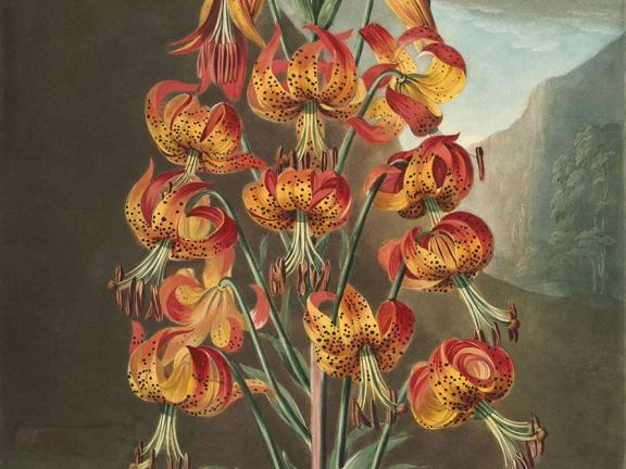 The Superb Lily