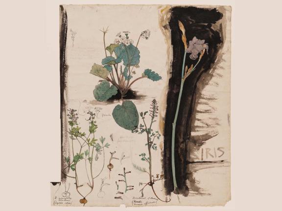 Water color painting of wild flowers