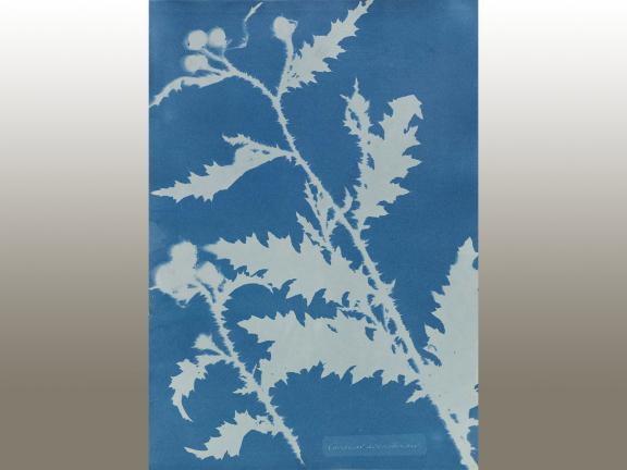 Photo Illustration of a thistle plant on a blue background