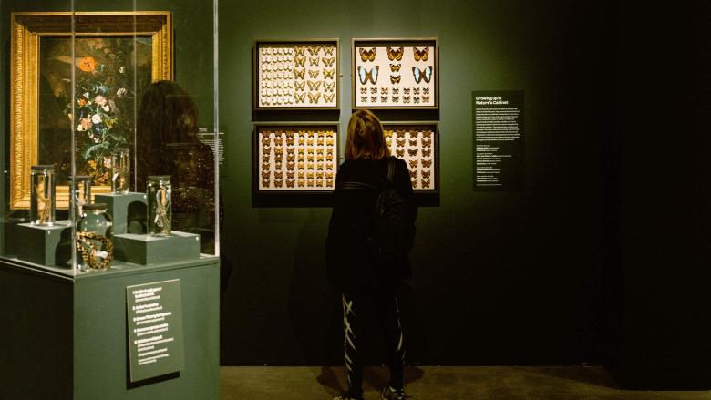 Visitor in Rachel Ruysch exhibition looking at four frames of butterfly specimens hanging on gallery wall