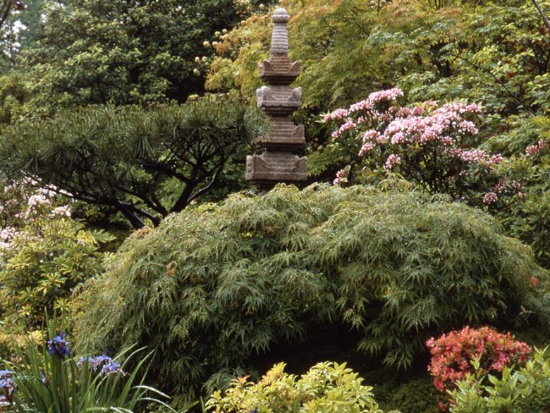 Japanese Garden, Tenshin-en | Museum of Fine Arts Boston